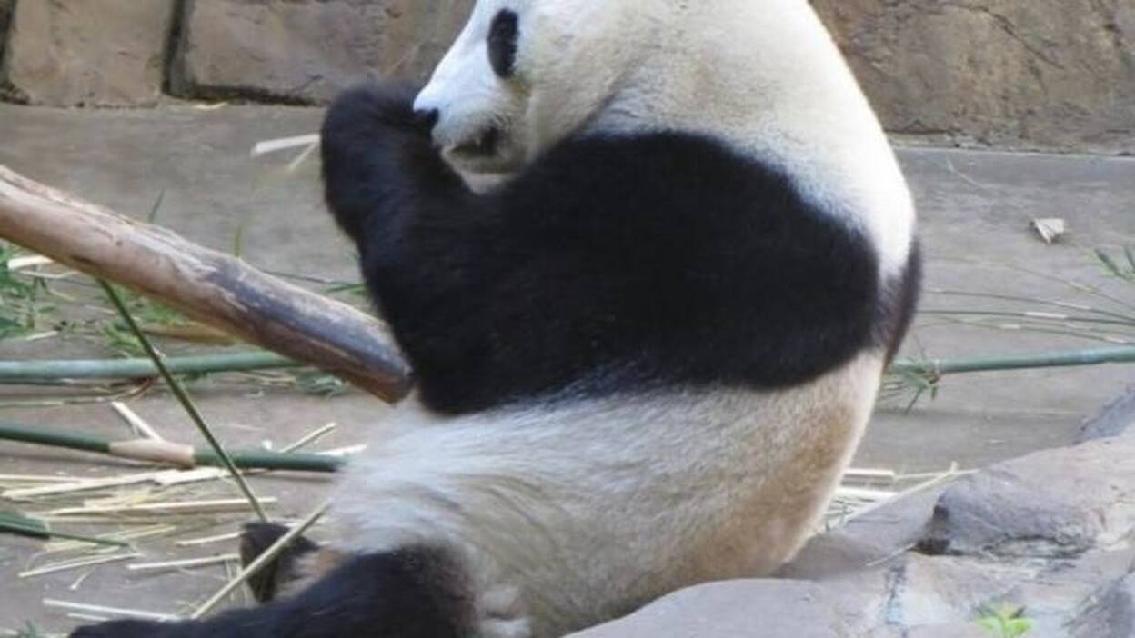 ¿Por qué el panda es blanco y negro?