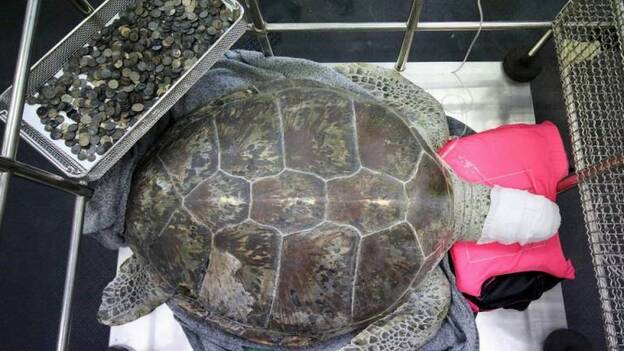 Extraen 915 monedas del estómago de una tortuga en Tailandia