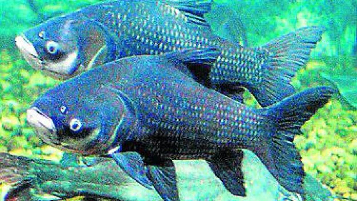 El arca de Noé del Poema del Mar