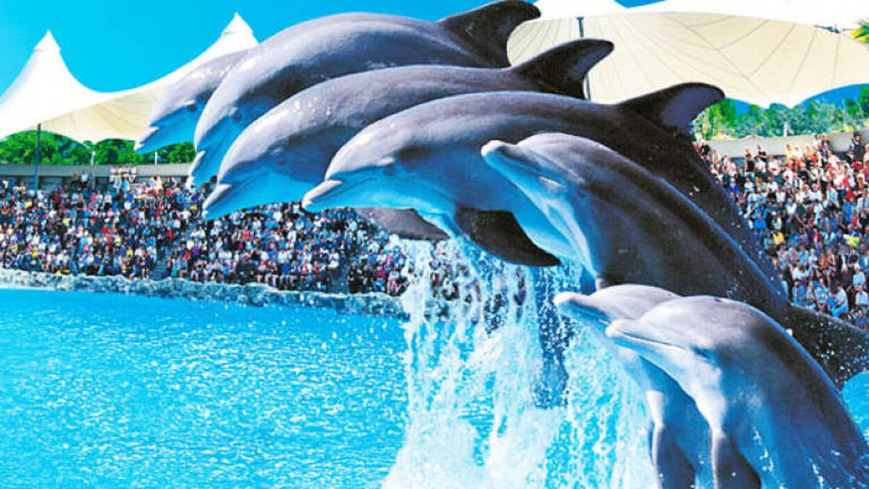 Un estudio demuestra que los delfines bajo cuidado humano no sufren estrés agudo