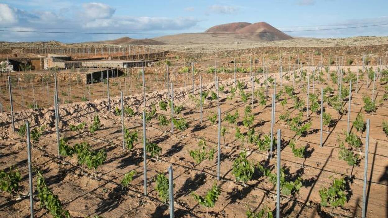 Bodegas Conatus: el esfuerzo del primer vino majorero con Denominación de Origen Islas Canarias