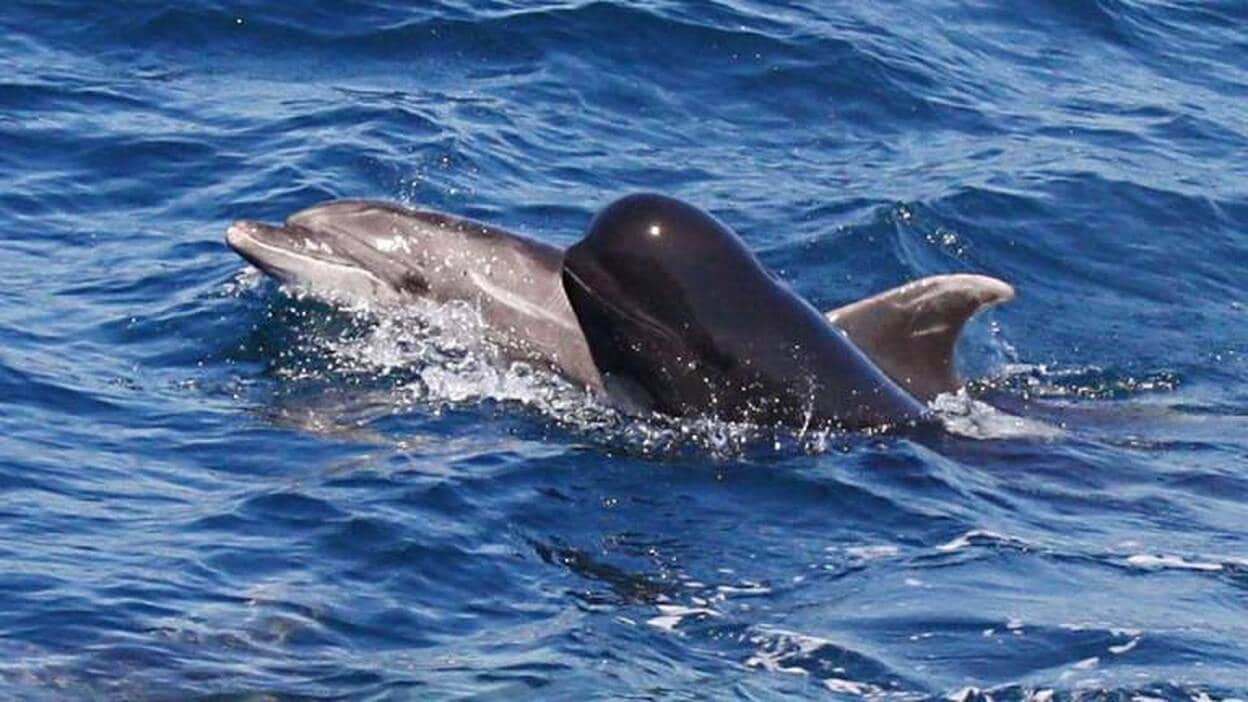 Los delfines buscan la compañía de los calderones por interés y curiosidad