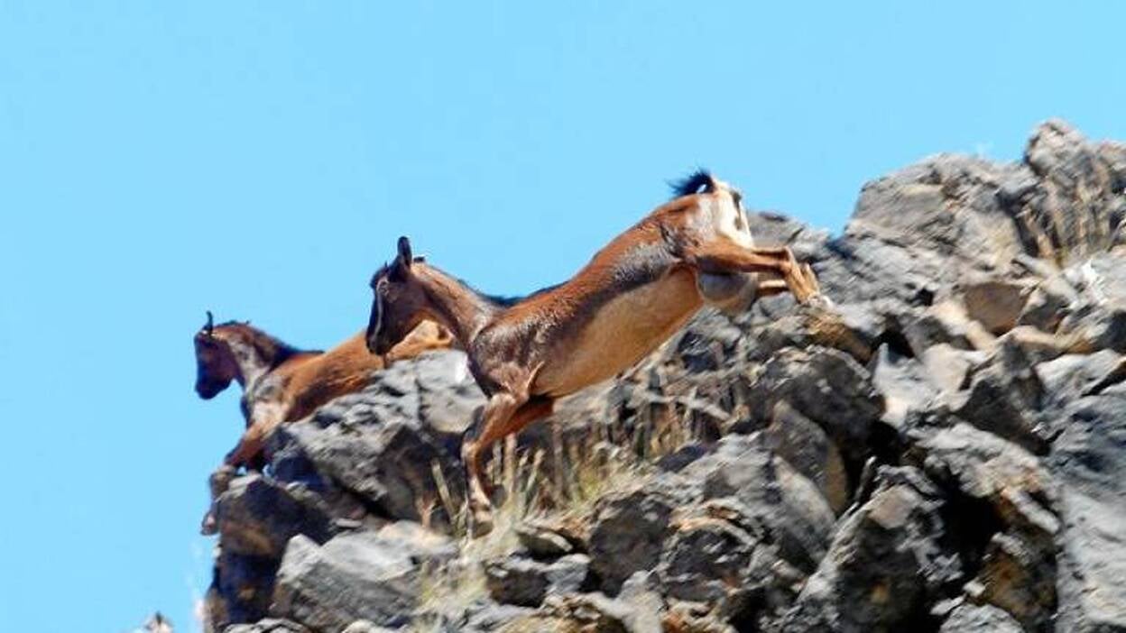 El plan de inspección ambiental detecta más cazadores furtivos