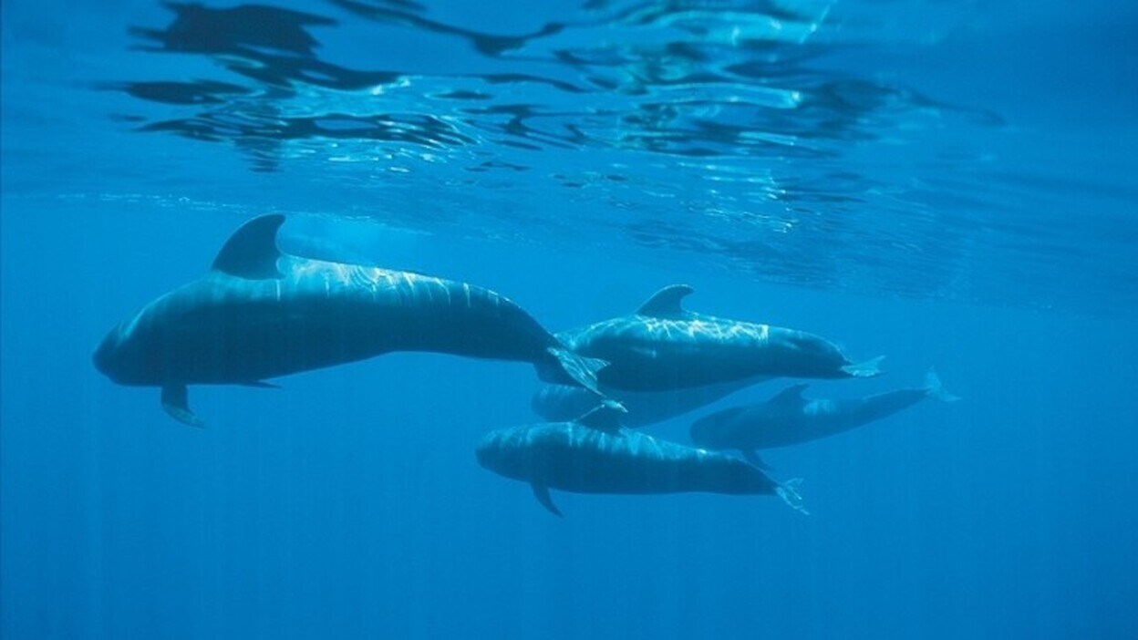 52.000 firmas para crear un gran santuario marino de cetáceos en Canarias