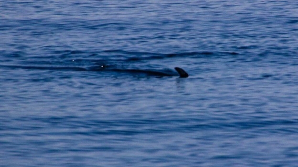 Gibraltar acoge la mayor diversidad de tiburones del Mediterráneo