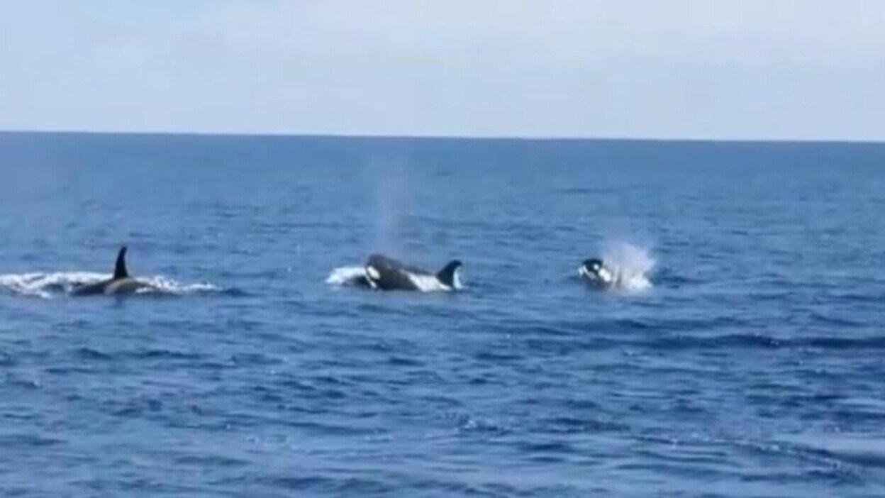Avistamiento de orcas en Jandía