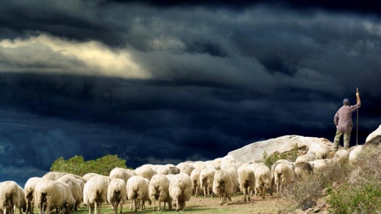 Solo 5 rebaños de 43 en la Flor de Guía