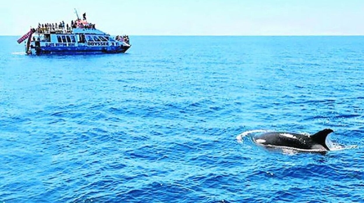 Las orcas visitan Fuerteventura