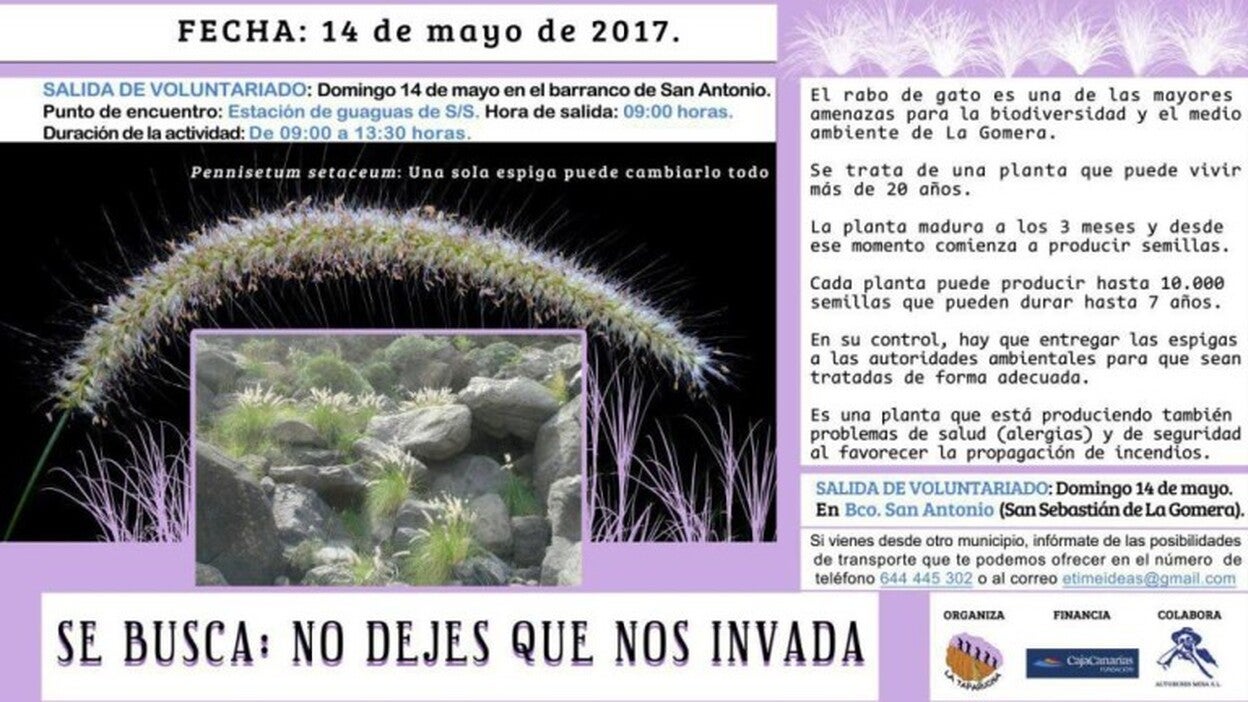 Campaña para el control del Rabo de gato