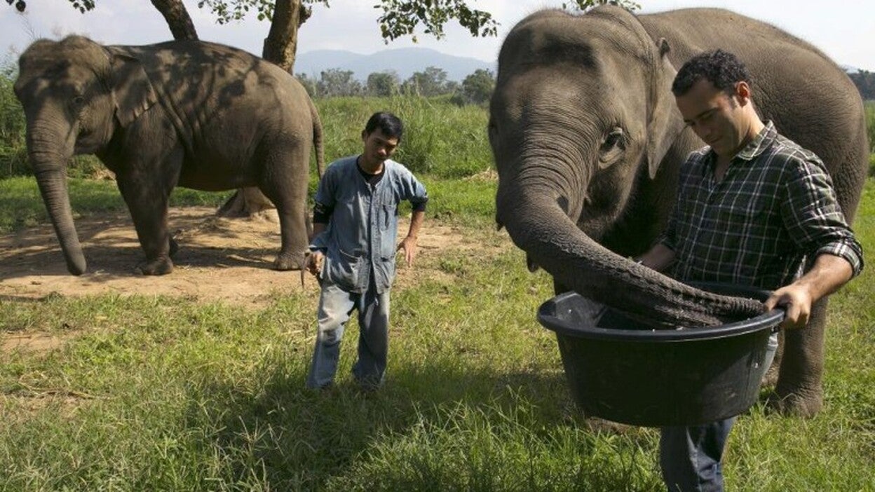 El secreto del café más caro del mundo lo guardan las boñigas de elefante