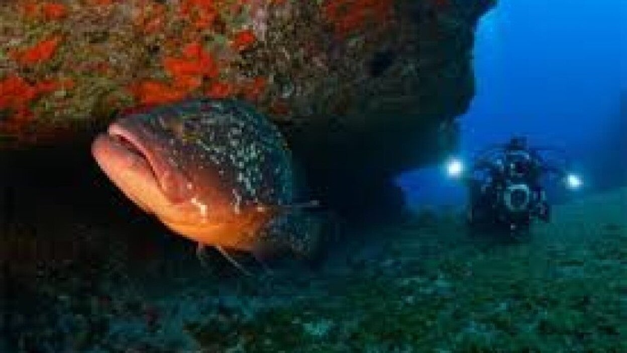 WWF lanza una nueva campaña de recogida de firmas para pedir el parque nacional de El Hierro