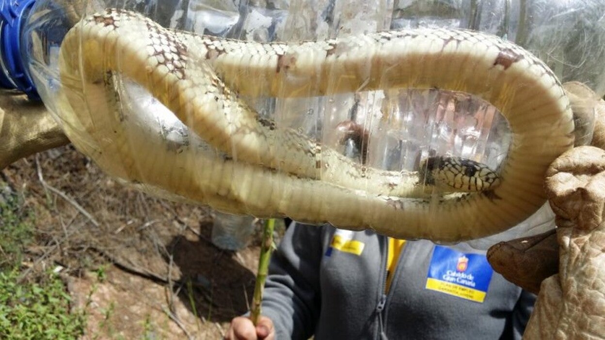 Treinta culebras capturadas en San Roque en un mes