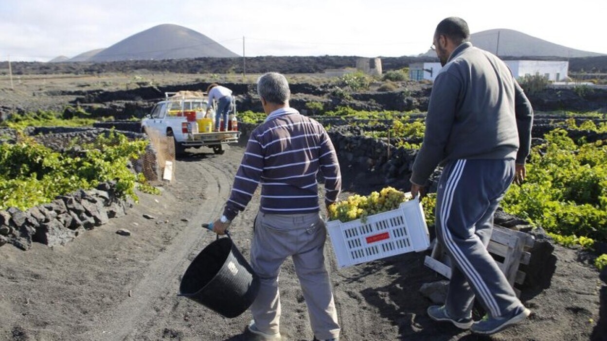 1.230 viticultores piden la ayuda de la campaña del Posei de 2017