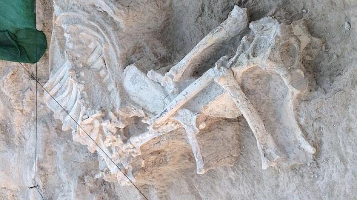 Un reptil marino fósil del tamaño de una guagua