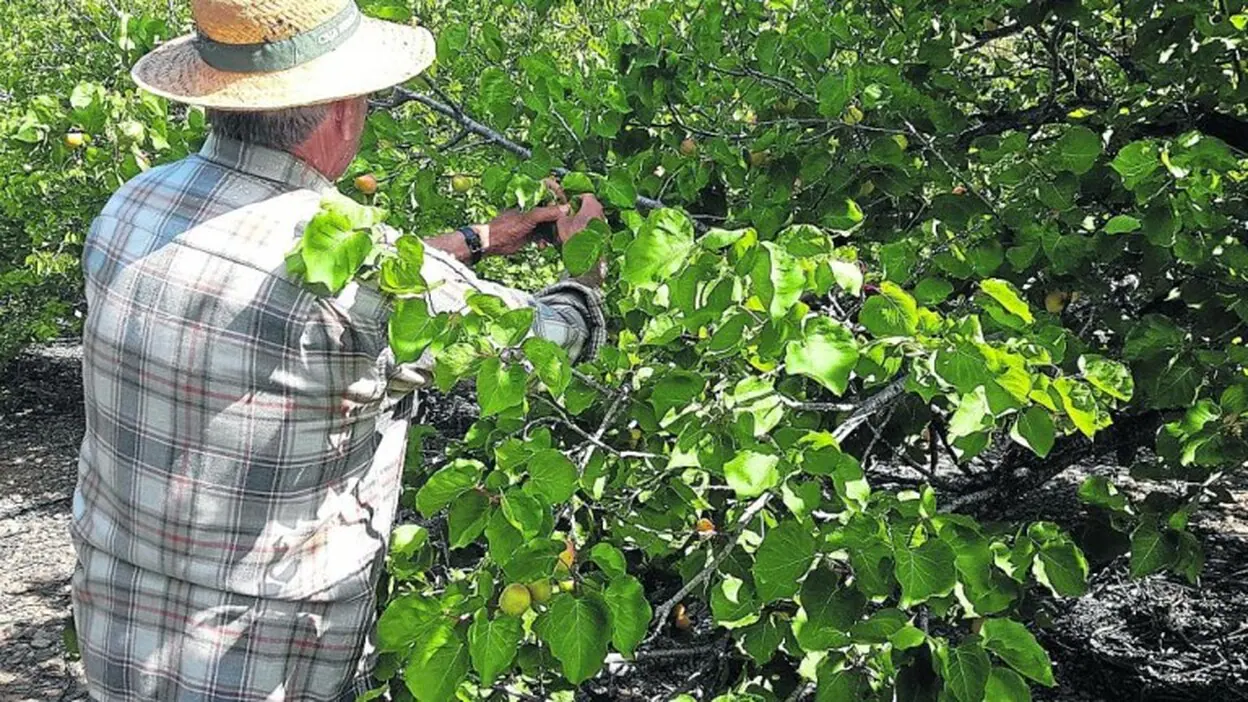 200.000 kilos de deliciosa fruta