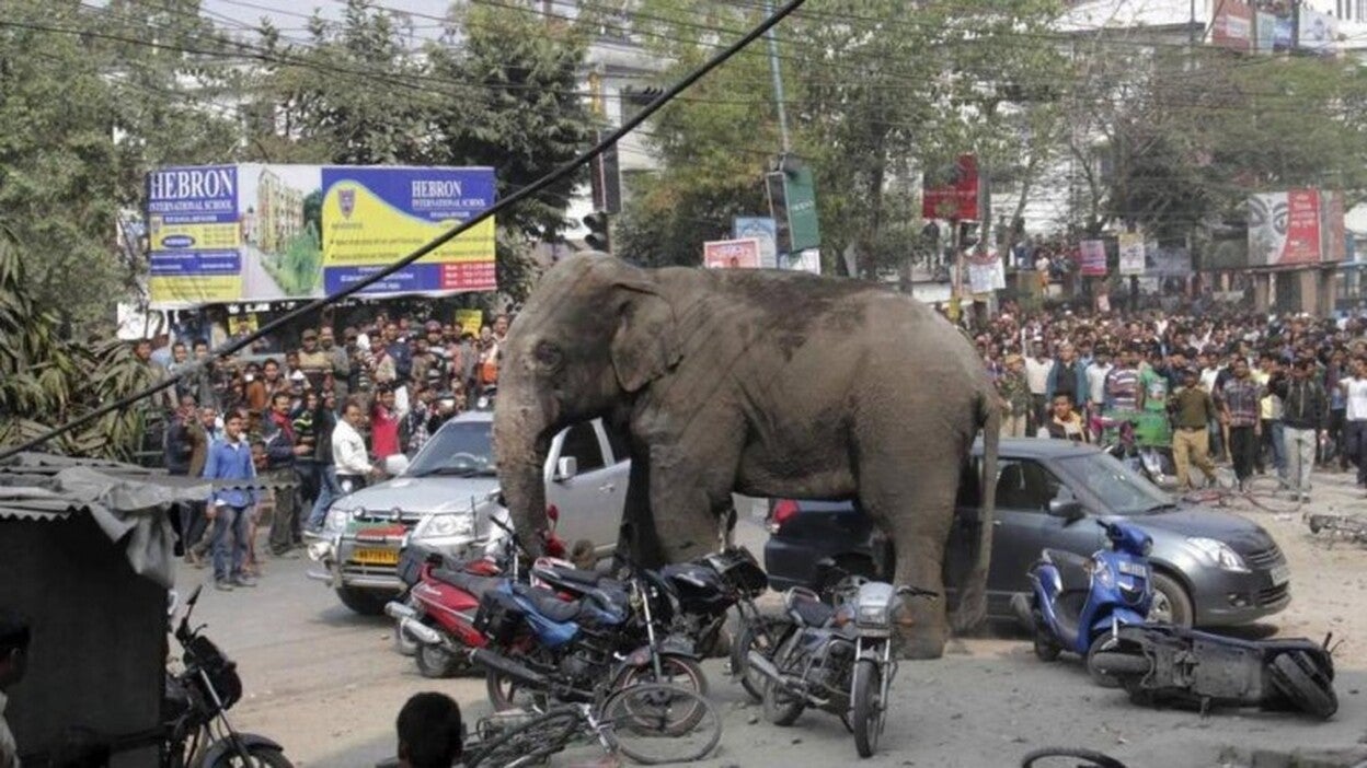 Un elefante mata a 4 personas y siembra el pánico