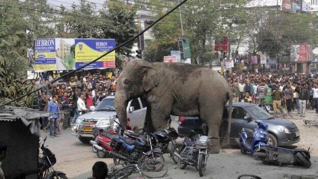 Un elefante mata a 4 personas y siembra el pánico