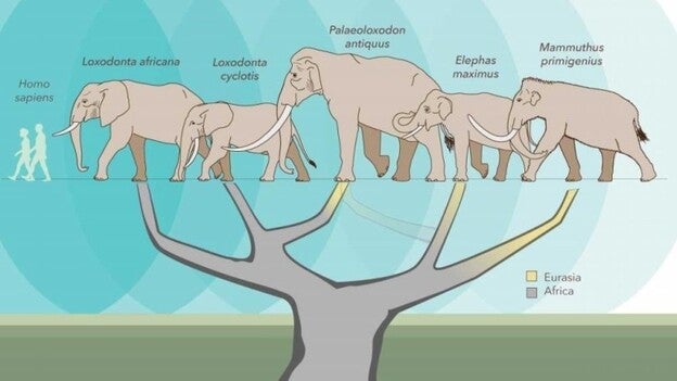 Hay dos especies de elefantes africanos