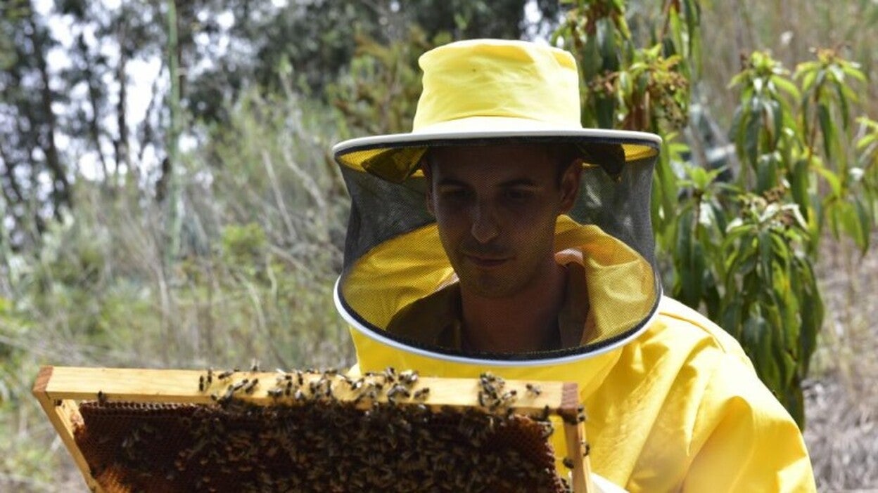La violeta, una miel con estrella