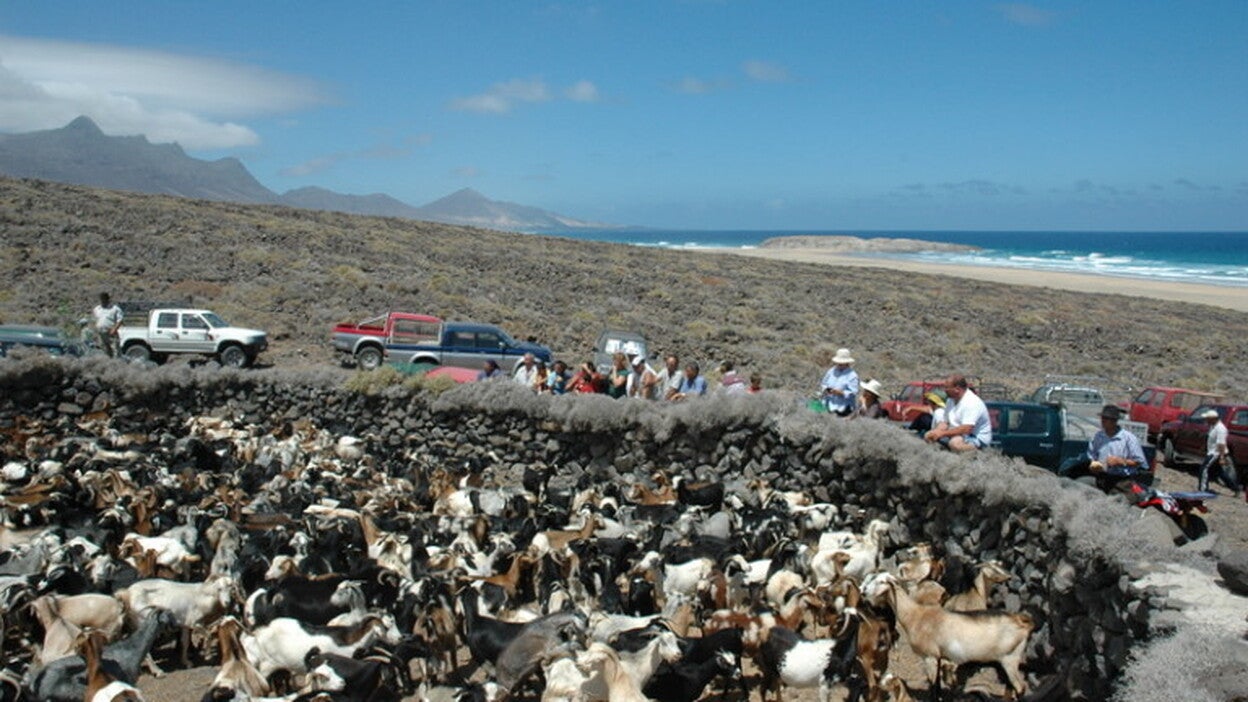 Unos cien ganaderos apañan en Cofete