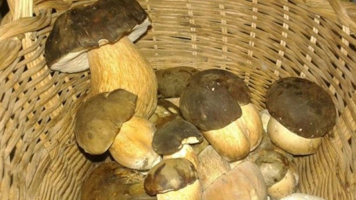 La NASA estudia el impacto de hongos