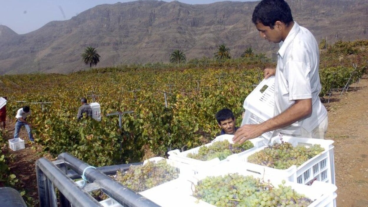 La cosecha de uva recuperará niveles anteriores a los de 2016