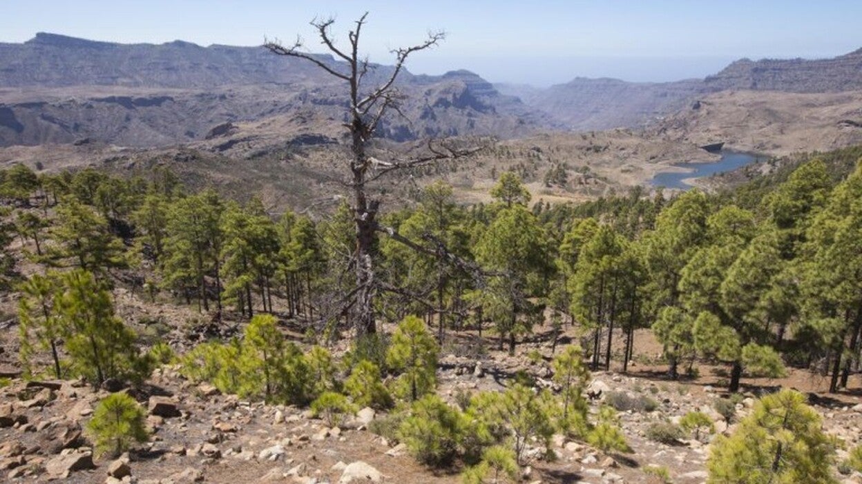 Las cicatrices del gran incendio, diez años después