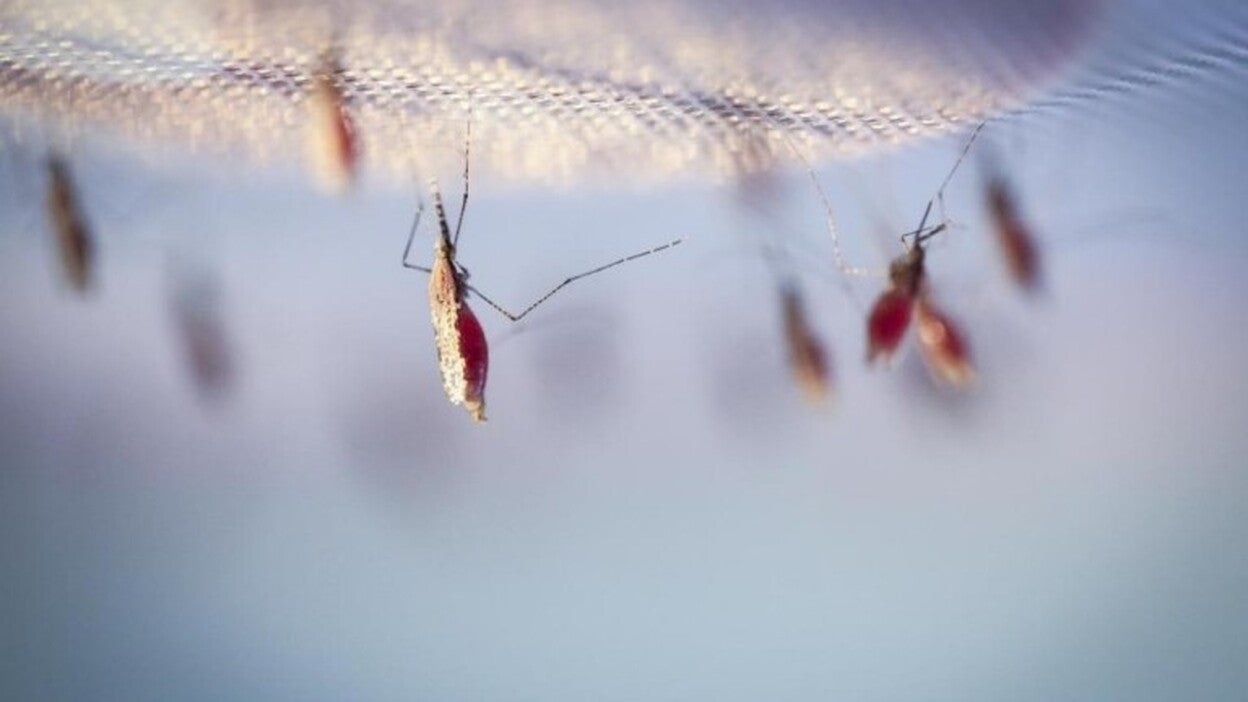 Mosquitos, cucarachas, avispas, moscas y roedores aumentan con el calor