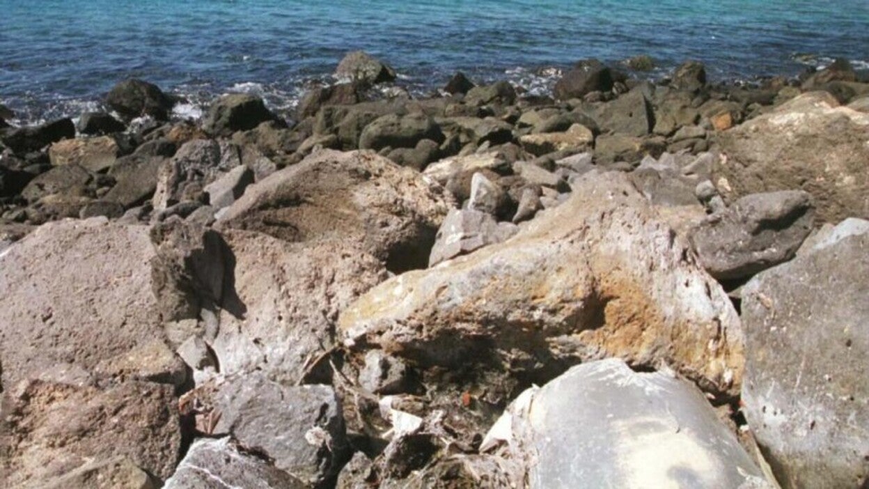 Las Islas orientales son las de mayor concentración del alga de la ciguatera