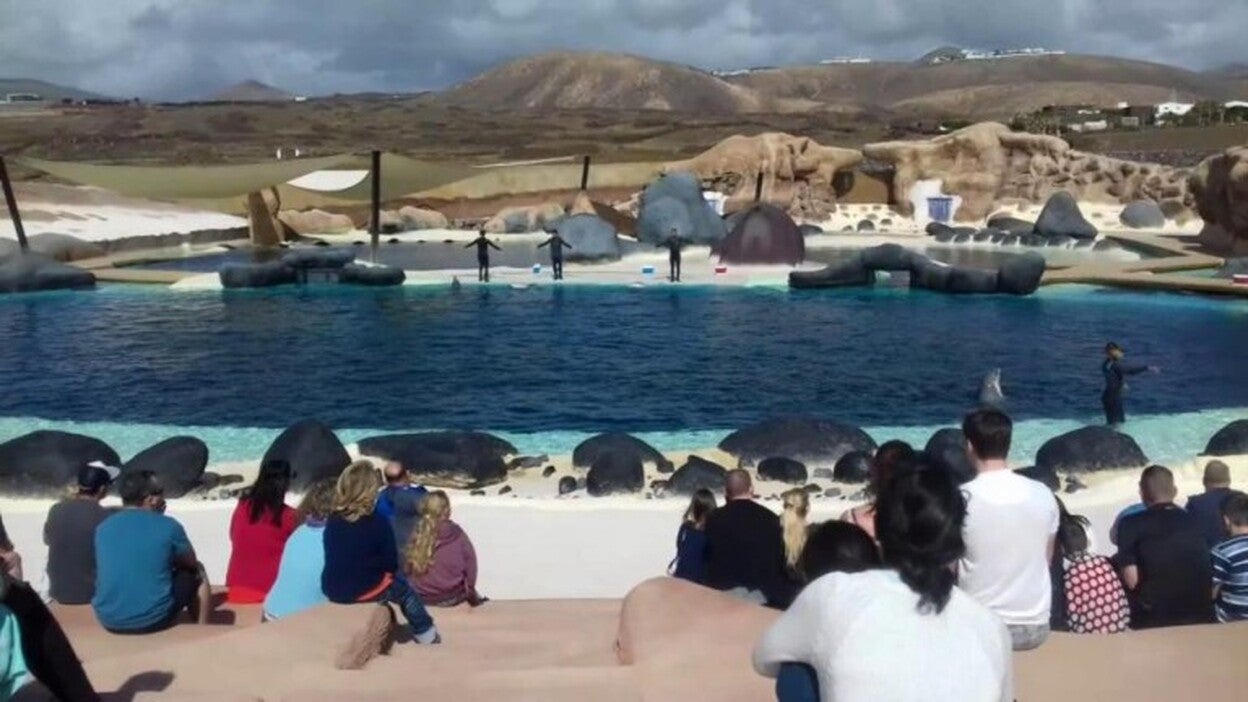 Lucha contra la cautividad de delfines y orcas