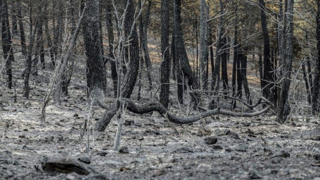 El fuego ha arrasado casi 59.000 hectáreas en lo que va de año