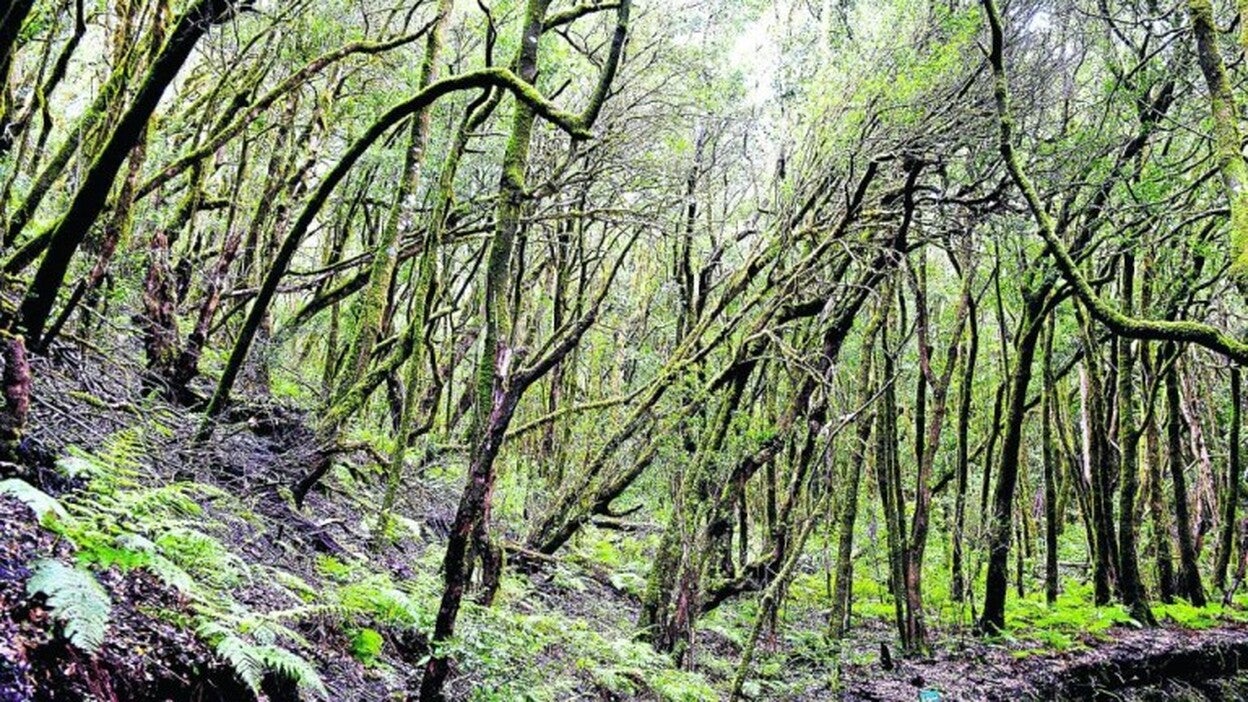 Qué verde era mi valle... canario