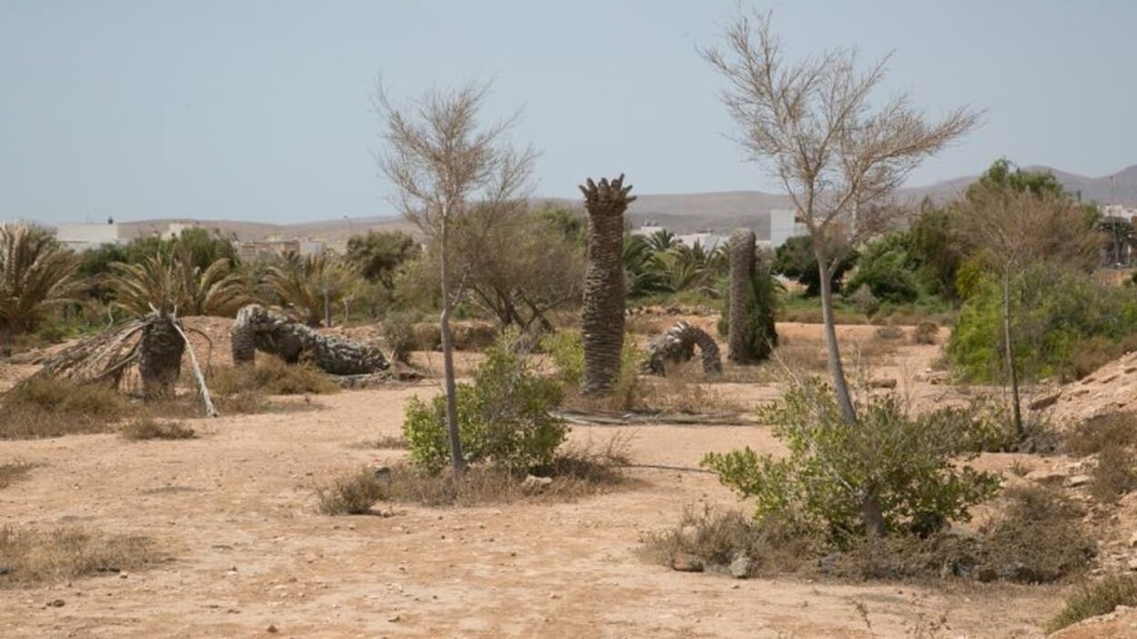 El cementerio de las palmeras