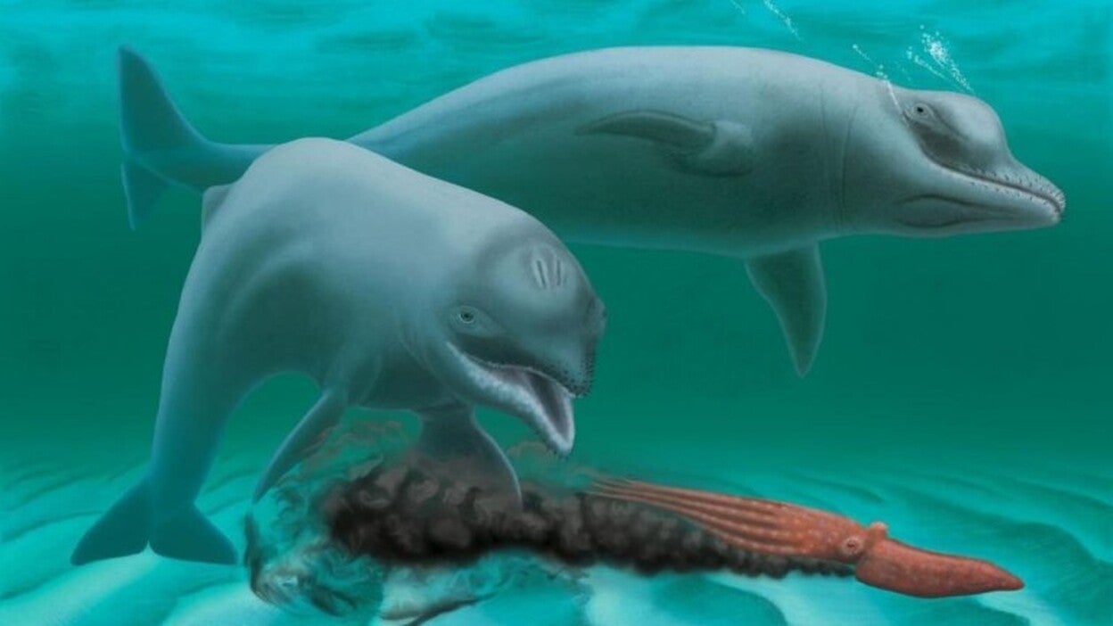 Descubre un fósil de una especie extinta de delfín