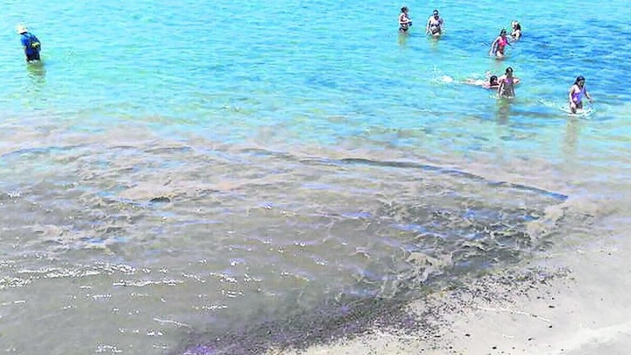 Arístegui apela a que el debate de microalgas sea científico