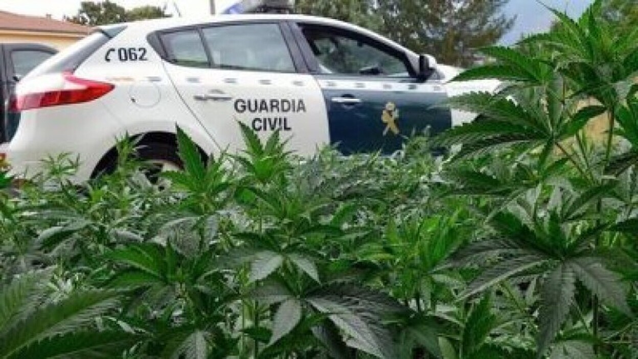 Hallan en una obra ilegal 50 plantas de marihuana