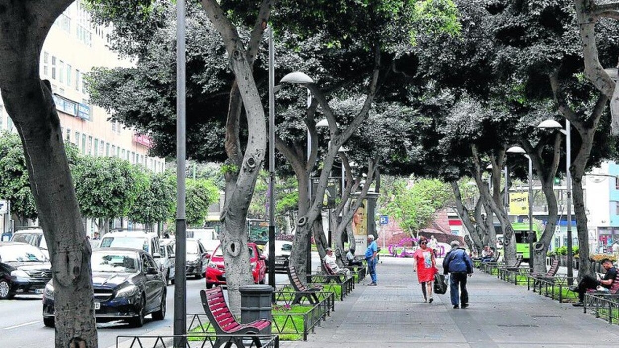 Palomas y falta de poda en Mesa y López