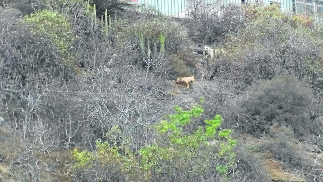 Abandonan a 12 perros a la vez