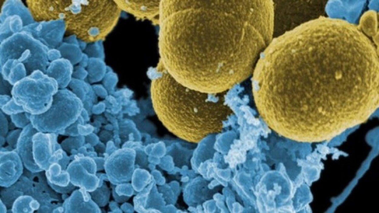 Los humanos movemos las bacterias de todo el mundo