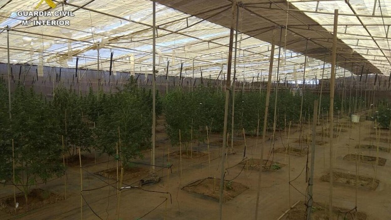 Detenidos por cultivar marihuana a gran escala
