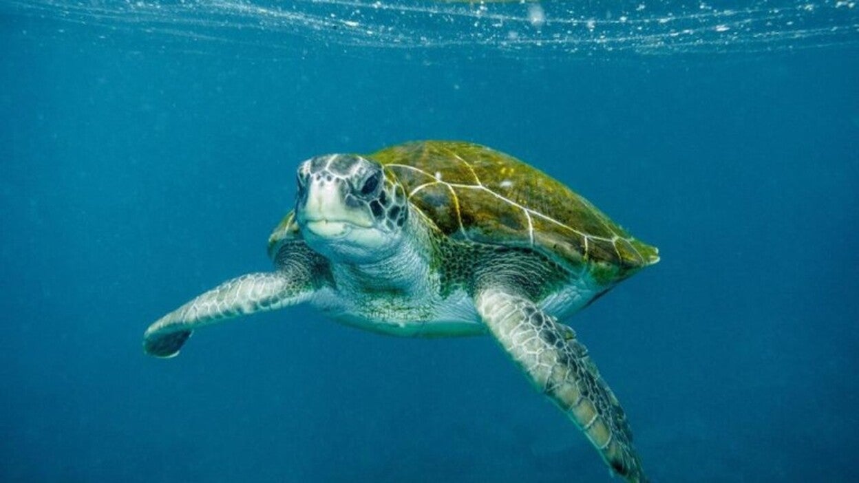 Principales amenazas de la tortuga verde en Canarias