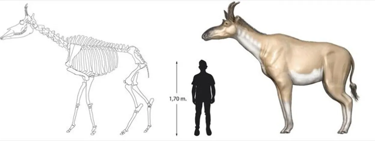 Una especie de jirafa más pequeña que vivió hace 9 millones