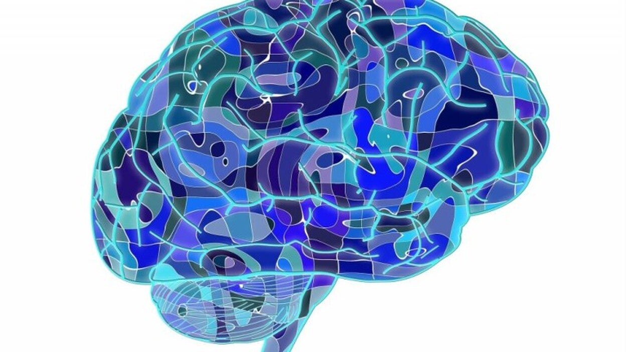 Científicos miden las sinapsis que conectan el cerebro con los sentidos