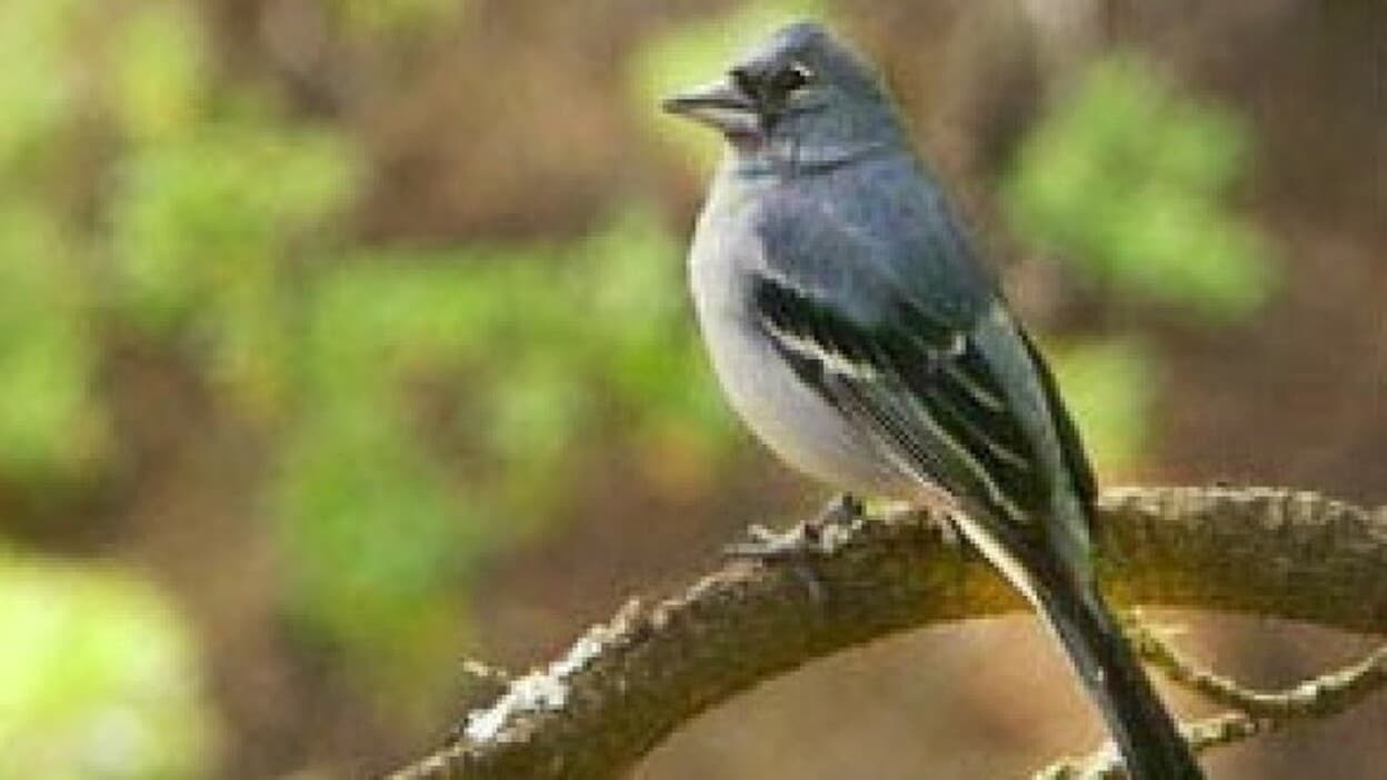 Aumenta la población de pinzones azules de Canarias