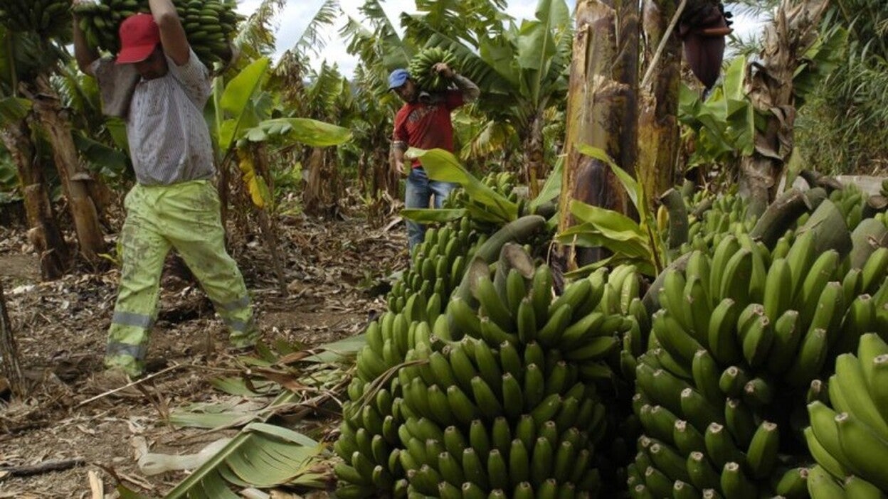 Las plataneras se reconvierten en ecológicas