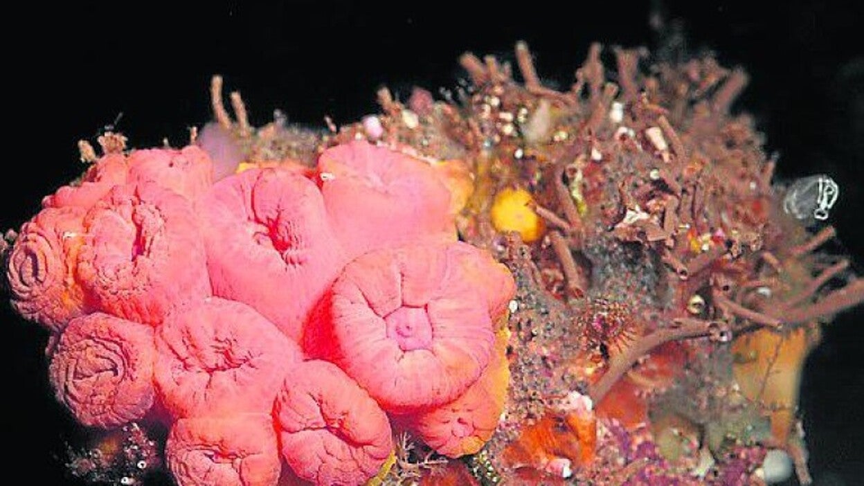 Corales exóticos en los puertos