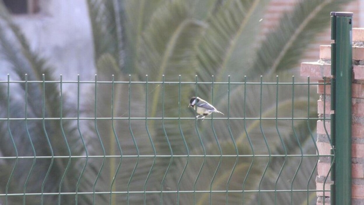 Los plaguicidas más comunes son tóxicos para los pájaros