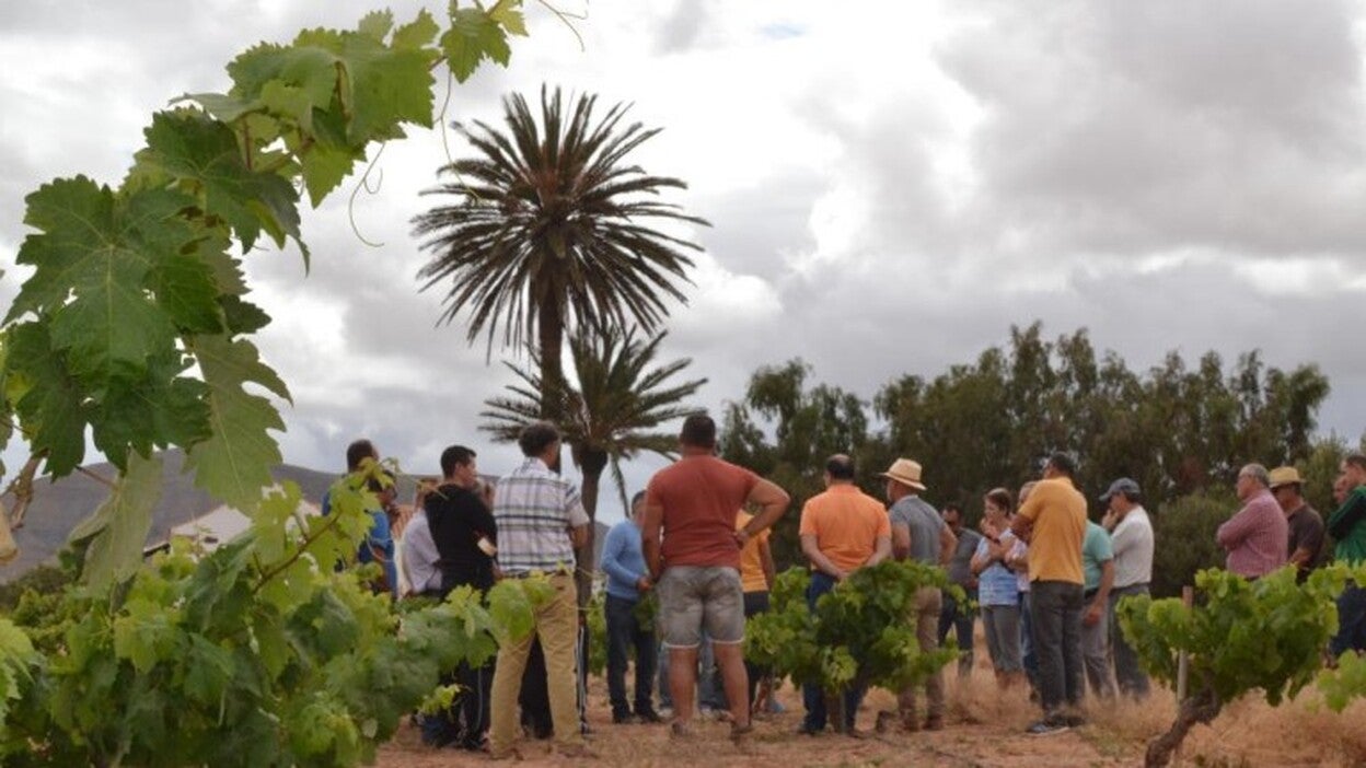 Majuelo descorcha los nuevos caldos