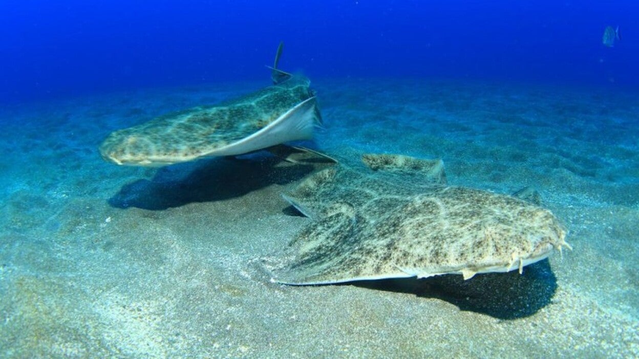 Bellezas submarinas de la costa norte