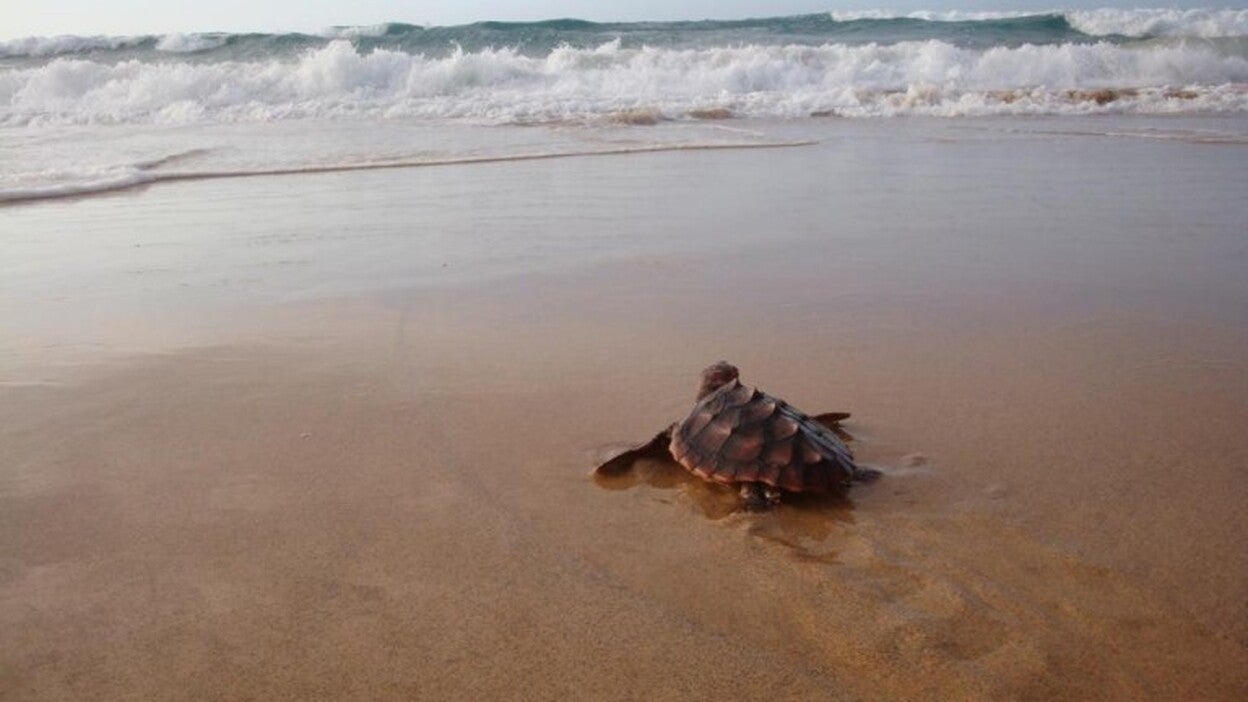 Rehabilitación en un entorno único